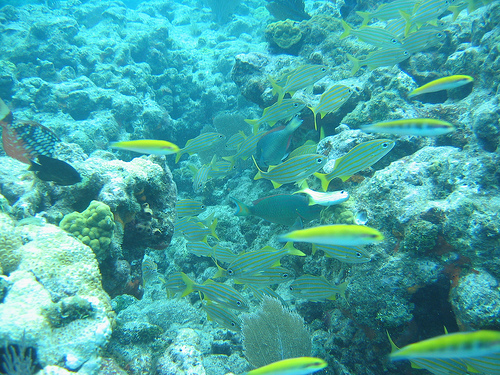 Национальный Парк Бискейн (Biscayne)